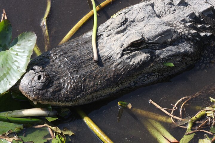 Everglades Day Safari from Miami - Photo 1 of 5